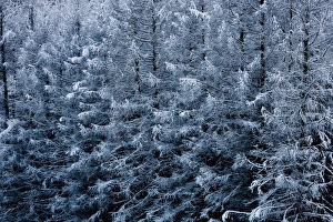 Val Vigezzo Prints: Val Vigezzo (Vigezzo Valley), Piedmont Region, The Alps, Italy, Europe