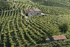 Valdobbiadene Prints: Valdobbiadene, Veneto, Italy, Europe