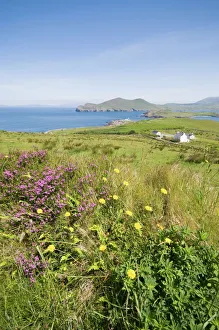 Flowers Prints: Valentia Island, Ring of Kerry, County Kerry, Munster, Republic of Ireland, Europe