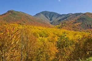 Images Dated 5th November 2008: Valley with colourful foliage in the Indian summer, Great Smoky Mountains National Park