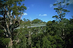 Western Australia Prints: Valley of the Giants, Tree top Walk, Western Australia, Australia, Pacific