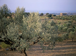 The Valley of the Temples