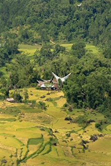 Toraja Prints: Valley, Toraja area