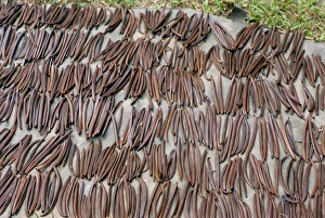 Toraja Prints: Vanilla pods