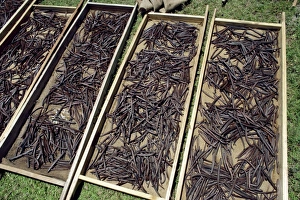 Tray Prints: Vanilla pods drying