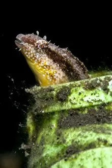 Images Dated 29th May 2008: Variable fangblenny (Petroscirtes variablilis), Sulawesi, Indonesia, Southeast Asia, Asia