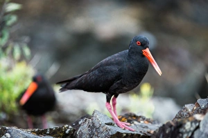 Foreground Focus Prints: Variable oystercatcher (Haematopus unicolor), Coromandel Penninsula, North Island