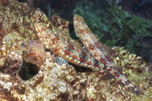 Fishes Prints: Variegated lizardfish (Synodus variegatus)
