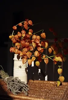 Chinese Lantern Prints: Vase of orange-red Chinese lanterns (physalis alkekengi)