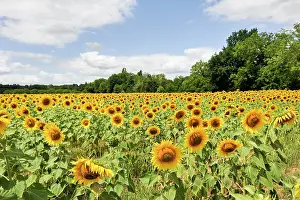 Gardening Prints: Vast field of sunflowers blooms under blue sky in Mercues