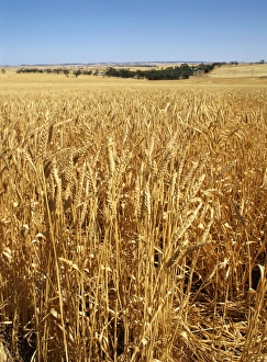 Grain Prints: Vast fields of ripening wheat in December near Northam, Western Australia