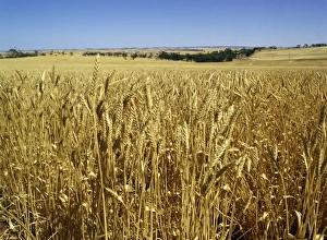 West Australia Prints: Vast fields of ripening wheat, near Northam, West Australia, Australia, Pacific