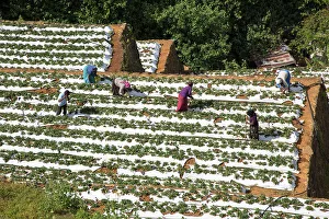 Overhead Prints: Vegetable farming, Nuwara Eliya, Central Province, Sri Lanka, Asia