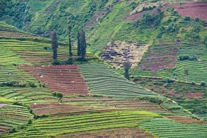 Vege Table Prints: Vegetable fields at Wonosobo, Dieng Plateau, Central Java, Indonesia, Southeast Asia, Asia