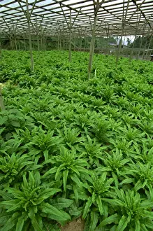 Vegetables Prints: Vegetables growing near Tanah Rata in Cameron Highlands, Perak Province
