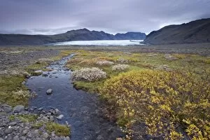 Images Dated 28th September 2008: Vegetation at foot of retreating Skaftafellsjokull glacier, Skaftarell National Park