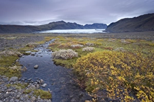 Images Dated 28th September 2008: Vegetation at foot of retreating Skaftafellsjokull glacier, Skaftarell National Park