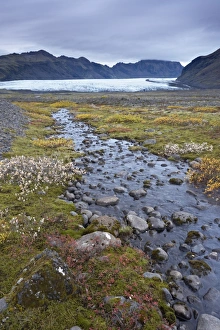 Images Dated 28th September 2008: Vegetation at foot of retreating Skaftafellsjokull glacier, Skaftarell National Park