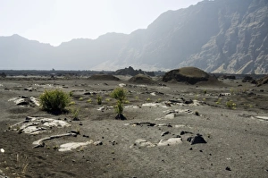 Fogo Prints: Vegetation gowing well in the fertile soil of the volcanic caldera, Fogo (Fire)