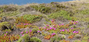 Shrubs Prints: Vegetation along Rota Vicentina (Fishermen's Trail)