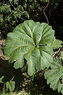 Costa Rican Prints: Vegetation on the walk from the park entrance to the Poas Volcano, Costa Rica