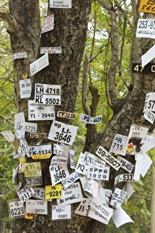 Number Prints: Vehicle numbers of pilgrims pinned to a tree in this sacred town