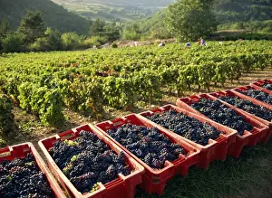 Bourgogne Prints: Vendage in the Haut Cote de Beaune, Burgundy, France, Europe