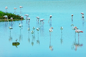 Feathered Prints: Vendicari wildlife oasis, Vendicari, Noto Valley, Sicily, Italy