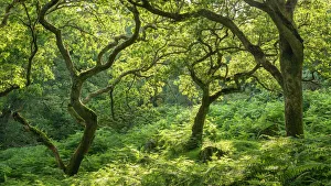 Fern Prints: Verdant deciduous woodland in summertime