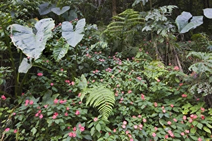 Images Dated 1st February 2005: Verdant plant life at the Rio Verde waterfall in the Pastaza River valley that flows from