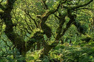 Lush Gallery: A verdant Wistmans Wood in summer sunshine, Dartmoor National Park, Devon, England
