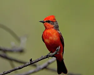 Images Dated 1st April 2010: Vermilion flycatcher (Pyrocephalus rubinus), Patagonia Lake State Park