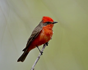 Images Dated 1st April 2010: Vermilion flycatcher (Pyrocephalus rubinus), Patagonia Lake State Park