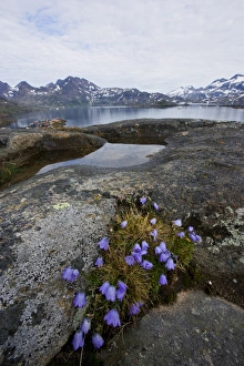 Wild Flower Prints: Vernal bloom, Ammassalik, Greenland, Arctic, Polar Regions