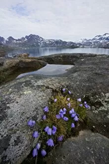 Arctic Gallery: Vernal bloom, Ammassalik, Greenland, Arctic, Polar Regions
