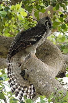 Tsavo Prints: A Verreauxs eagle-owl (Bubo lacteus) in a tree, Tsavo, Kenya, East Africa, Africa