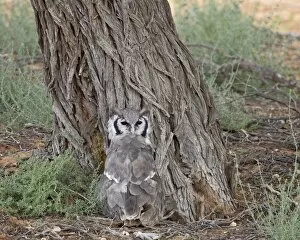 Verreauxs eagle owl (giant eagle owl) (Bubo lacteus), Kgalagadi Transfrontier Park