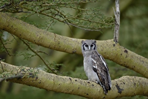 Images Dated 1st October 2007: Verreauxs eagle owl (giant eagle owl) (Bubo lacteus), Lake Nakuru National Park