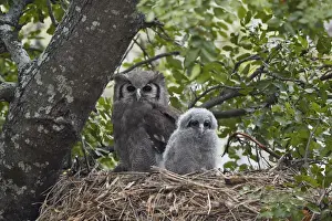 Verreauxs eagle owl (giant eagle owl) (Bubo lacteus) adult and chick on their nest