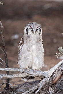 Eagle Owl Prints: Verreauxs (Giant) eagle owl (Bubo lacteus), Kgalagadi Transfrontier Park