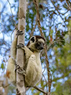Skills Prints: Verreauxs sifaka climbing a tree in Madagascar's natural habitat