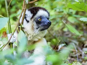 Feeding Prints: Verreauxs sifaka feeds on leaves in a bush while exploring its habitat in Isalo National Park