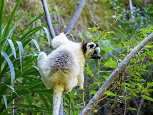 Endangered Prints: Verreauxs sifaka moves through tree branches in Isalo National Park, Madagascar