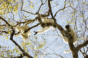 Southern Area Prints: Verreauxs sifaka (Propithecus verreauxi), Zombitse-Vohibasia National Park, southern area