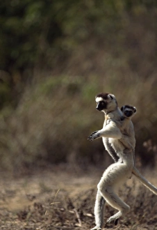 Verreauxs Sifaka (Propithecus verreauxi), mother with baby on back hopping on ground