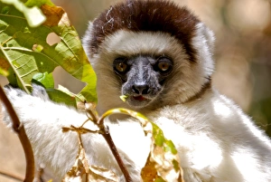 Images Dated 22nd August 2007: Verreauxs sifaka (Propithecus verreauxi), Isalo National Park, Madagascar, Africa