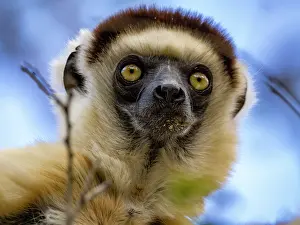 Parks Prints: Verreauxs sifaka rests in a tree and looks down in Madagascar's Zombitse-Vohibasia National Park