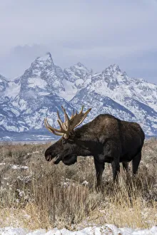 Vertical of bull moose (Alces alces), in front Grand Teton peak