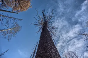 Resilience Prints: Vertical view of a burned tree in a devastated forest at Grand Canyon North Rim Arizona from the Dragon Bravo Wildfire