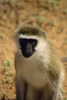 Samburu Prints: Vervet monkey
